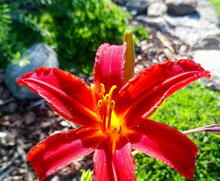 880_7280_Hemerocallis_Crimson_Pirate.JPG