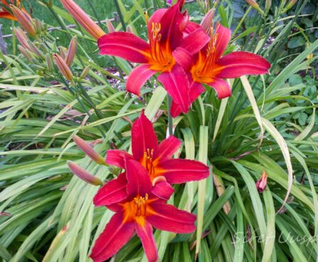 880_7353_Hemerocallis_Crimson_Pirate_2.JPG