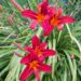 880_7353_Hemerocallis_Crimson_Pirate_2.JPG