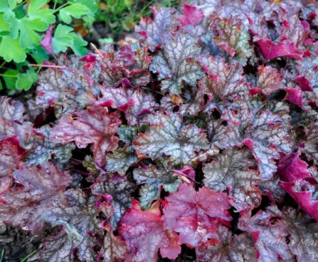 883_4353_Heuchera_Can_Can.jpg