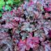 883_4353_Heuchera_Can_Can.jpg