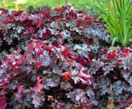 883_4354_Heuchera_Can_Can1.jpg