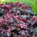 883_4354_Heuchera_Can_Can1.jpg