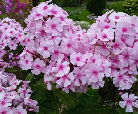 911_7368_Phlox_paniculata_Europa.JPG