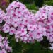 911_7368_Phlox_paniculata_Europa.JPG