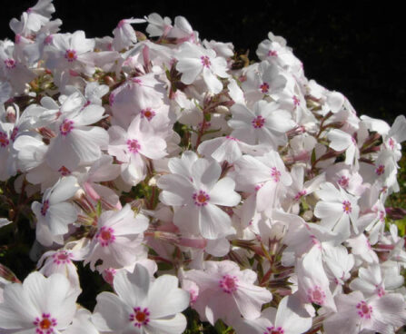 916_1563_Phlox_subulata_Amazing_Grace.jpg