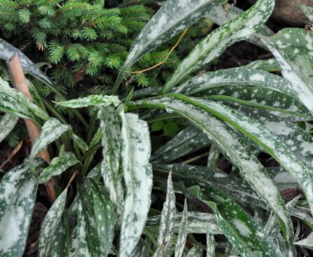 921_4389_Pulmonaria_longifolia_Cevennensis.jpg