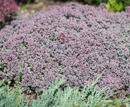 933_9233_Sedum_cauticola_Lidakense.JPG