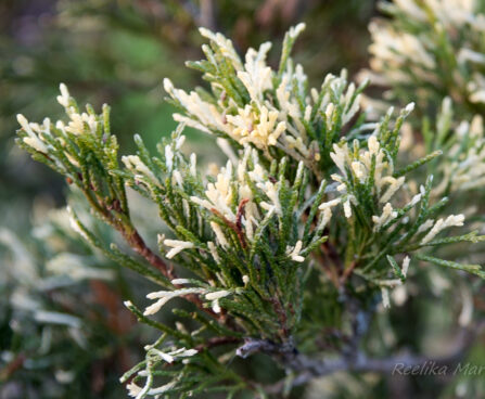 156_6355_Juniperus_sabina_Variegata_.jpg