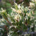 156_6355_Juniperus_sabina_Variegata_.jpg