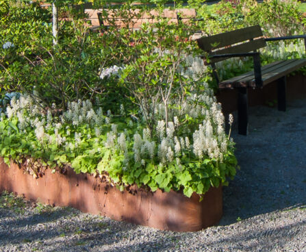 954_7944_Tiarella_wherryi.JPG
