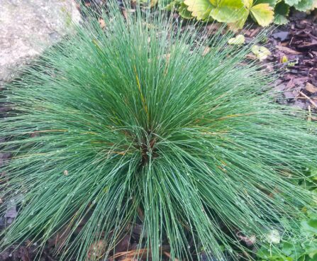 960_7274_Festuca_amethystiana_2.JPG