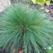 960_7274_Festuca_amethystiana_2.JPG