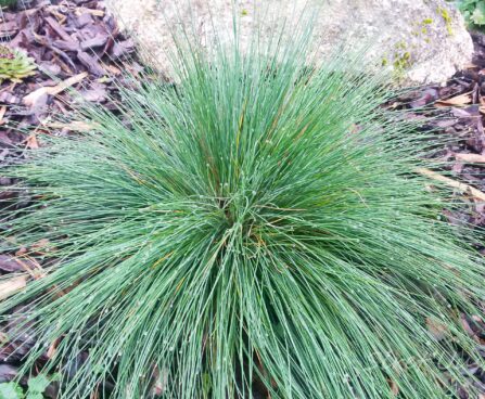 960_7275_Festuca_amethystiana.JPG