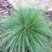 960_7275_Festuca_amethystiana.JPG
