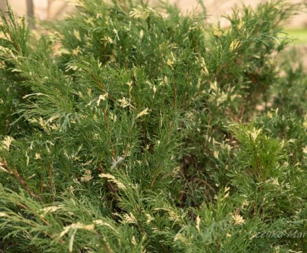 156_6670_Juniperus_sabina_Variegata_.JPG