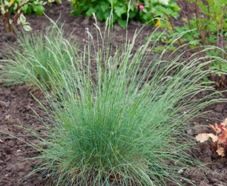 960_7980_Festuca_amethystina.JPG