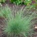 960_7980_Festuca_amethystina.JPG