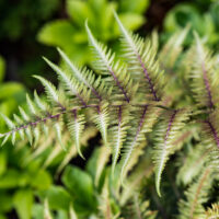 970_7444_Athyrium_niponicum_Metallicum.jpg