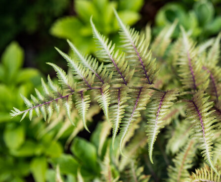 970_7444_Athyrium_niponicum_Metallicum.jpg