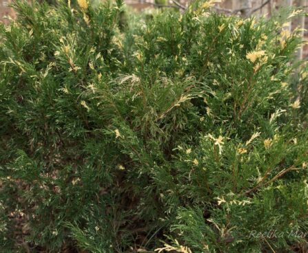 156_6671_Juniperus_sabina_Variegata__2.JPG