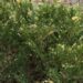 156_6671_Juniperus_sabina_Variegata__2.JPG