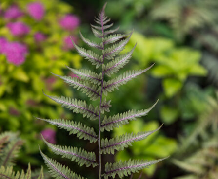 970_7445_Athyrium_niponicum_Metallicum_2.jpg