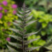 970_7445_Athyrium_niponicum_Metallicum_2.jpg