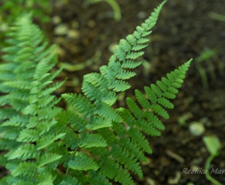 972_8447_Dryopteris_filix-mas_Barnesii.JPG