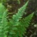 972_8447_Dryopteris_filix-mas_Barnesii.JPG