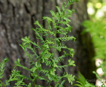 974_8443_Dryopteris_filix-mas_Linearis_Polydactylon_2.JPG