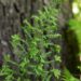 974_8443_Dryopteris_filix-mas_Linearis_Polydactylon_2.JPG