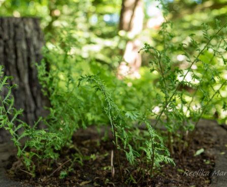 974_8444_Dryopteris_filix-mas_Linearis_Polydactylon.JPG