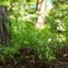 974_8444_Dryopteris_filix-mas_Linearis_Polydactylon.JPG