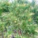 156_7317_Juniperus_sabina_Variegata.JPG