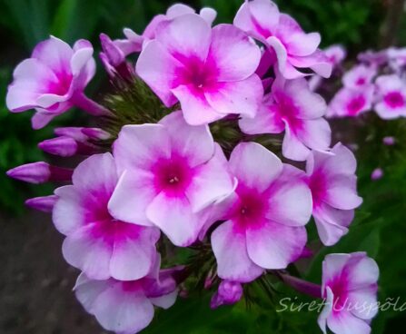 982_7320_Phlox_paniculata_Bright_Eyes.JPG