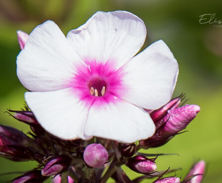 982_9156_Phlox_paniculata_Bright_Eyes.JPG