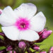 982_9156_Phlox_paniculata_Bright_Eyes.JPG