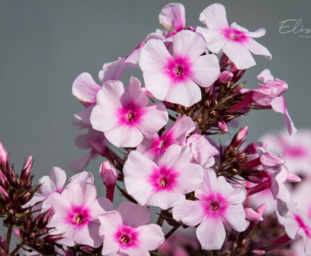 982_9157_Phlox_paniculata_Bright_Eyes_2.JPG