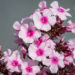 982_9157_Phlox_paniculata_Bright_Eyes_2.JPG