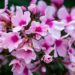 982_9715_Phlox_paniculata_Bright_Eyes_leeklill.jpg