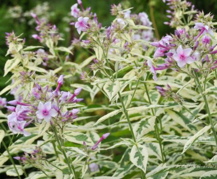 984_4381_Phlox_paniculata_Creme_de_la_Menthe.jpg