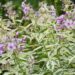 984_4381_Phlox_paniculata_Creme_de_la_Menthe.jpg