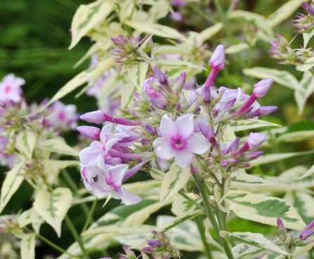 984_4382_Phlox_paniculata_Creme_de_la_Menthe1.jpg