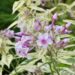 984_4382_Phlox_paniculata_Creme_de_la_Menthe1.jpg