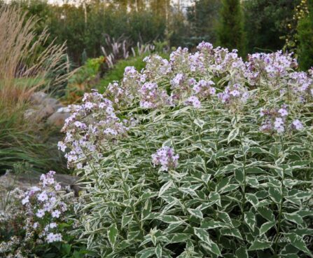 984_4507_Phlox_paniculata_Creme_de_la_Menthe.jpg