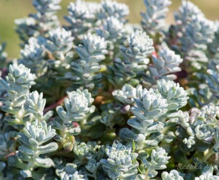 989_8276_Sedum_spathulifoliumCape_Blanco__2.JPG
