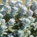 989_8276_Sedum_spathulifoliumCape_Blanco__2.JPG