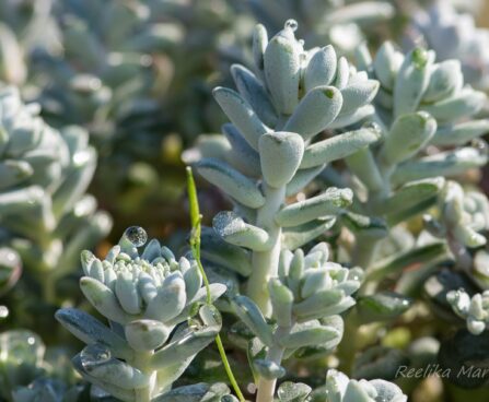 989_8277_Sedum_spathulifolium Cape_Blanco__3.JPG