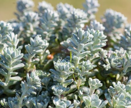 989_8278_Sedum_spathulifoliumCape_Blanco_.JPG